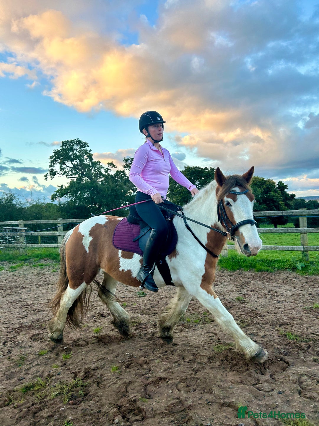 Irish Cob horses for sale: 5 yo skewbald cob 13.3 hh  - Image 13