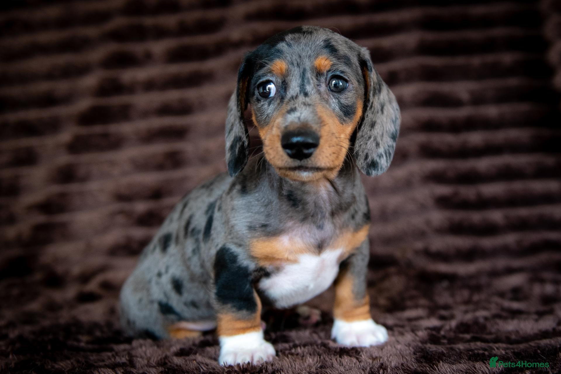 Miniature Dachshund dogs Stunning Mini Dachshunds. - Advert 2