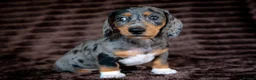 Miniature Dachshund dogs for sale: Stunning Mini Dachshunds. - Advert 2