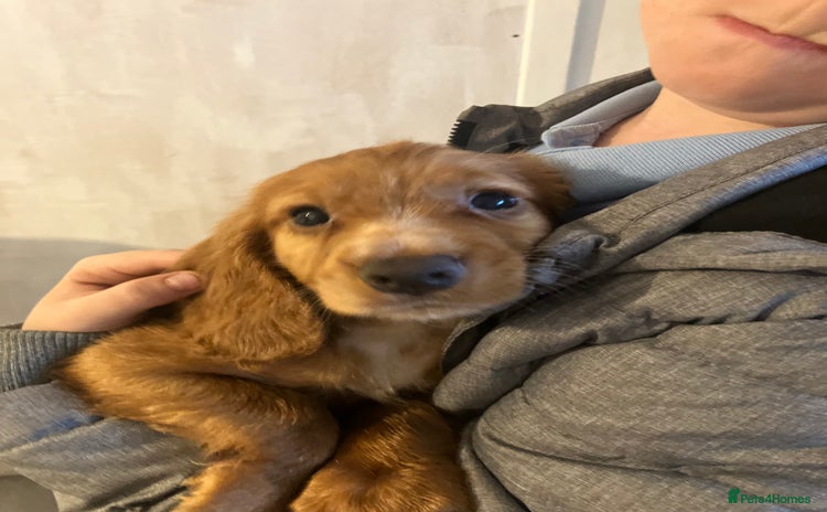 Cocker Spaniel dogs - Advert 9