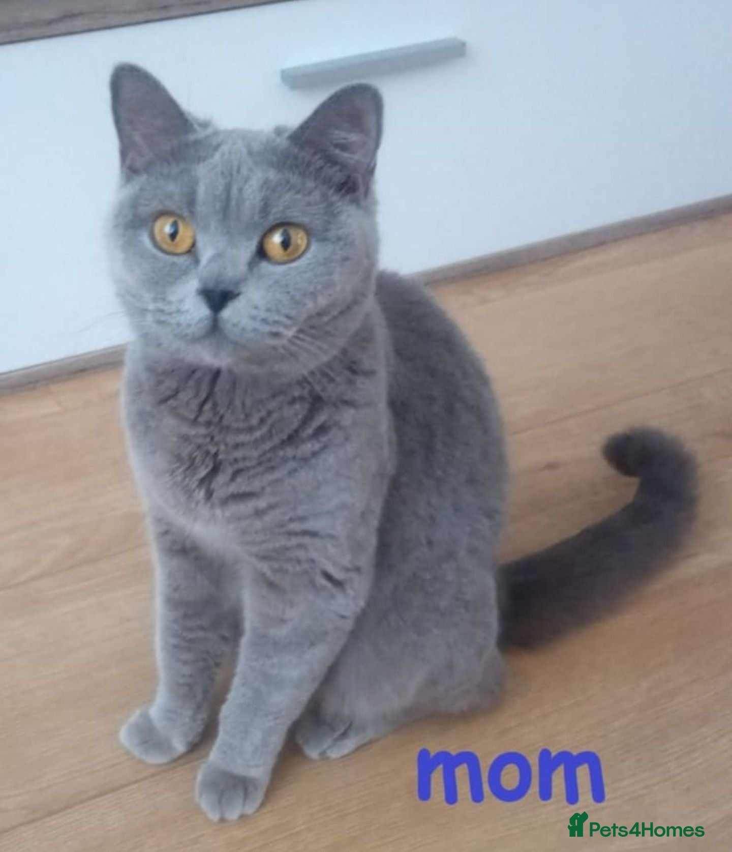 British Shorthair cats 👀 Stunning British Shothair kittens 👀 - Advert 1