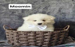 Samoyed dogs for sale: Beautiful Samoyed Puppies! ✨* - Image 15