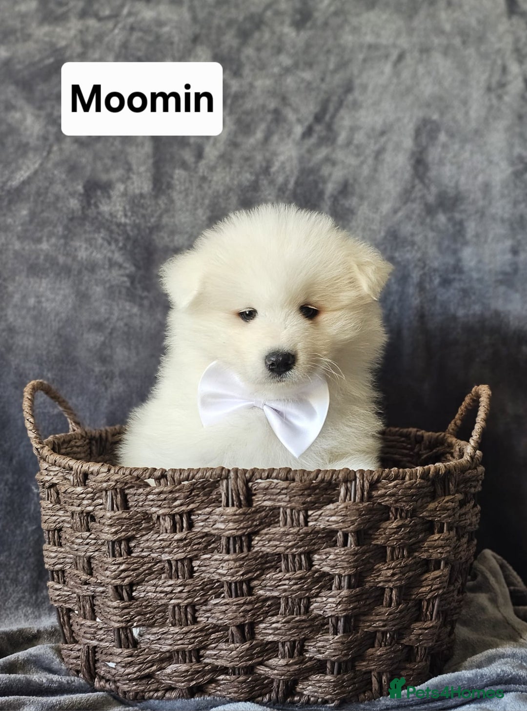 Samoyed dogs for sale: Beautiful Samoyed Puppies! ✨* - Image 15