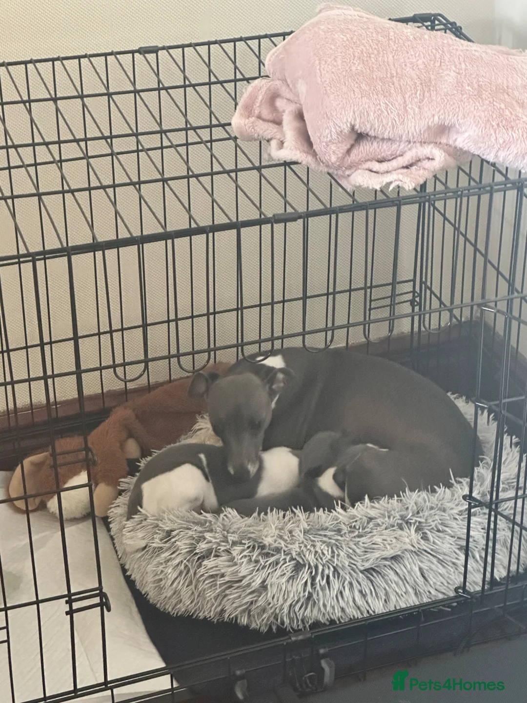 Italian Greyhound dogs for sale: Italian greyhound  - Advert 2