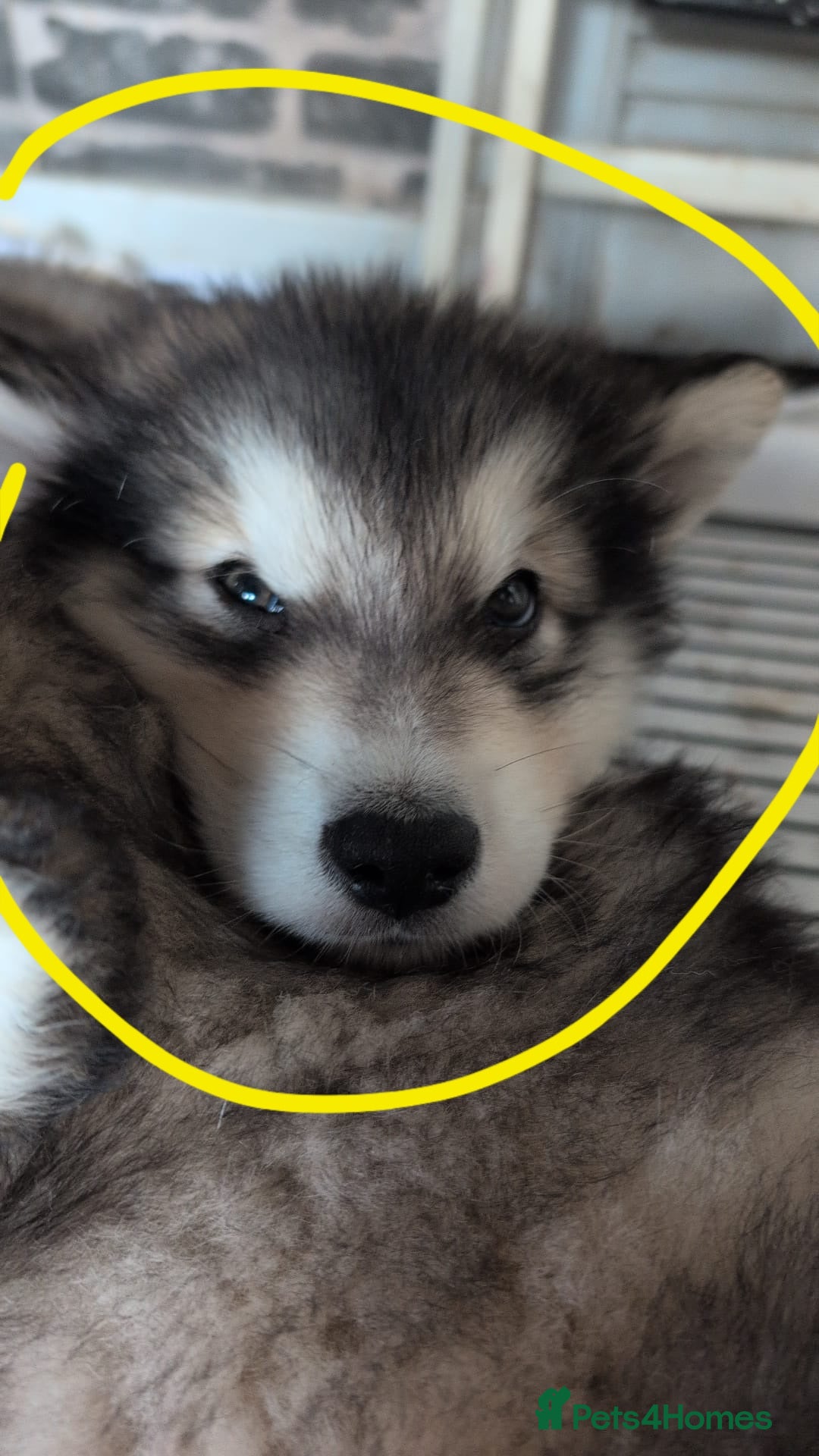 Alaskan Malamute dogs for sale: 2 left KC Alaskan malamute puppies champion lines - Advert 5