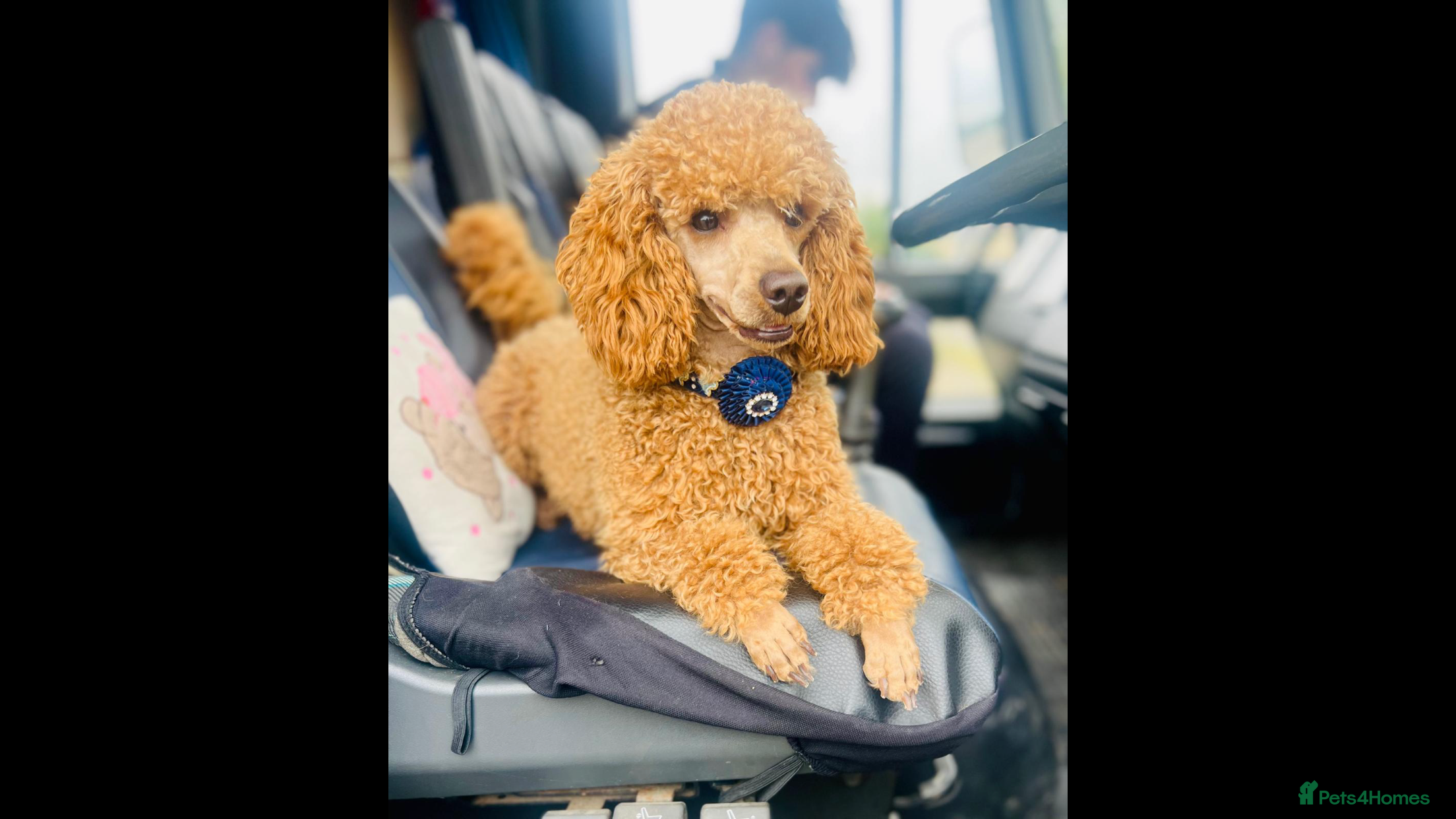 Miniature Poodle dogs For Stud KC DNA & heart tested Poodle - Advert 1