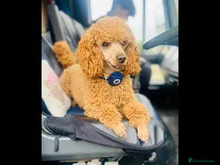 Miniature Poodle dogs For Stud KC DNA & heart tested Poodle - Advert 5