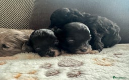 Maltipoo dogs for sale: F1 Toy Maltipoos - Image 10