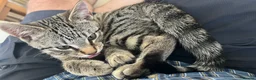 Mixed Breed cats for sale:  Bengal Ragdoll Cross Male Kitten  in Bridlington - Advert 4