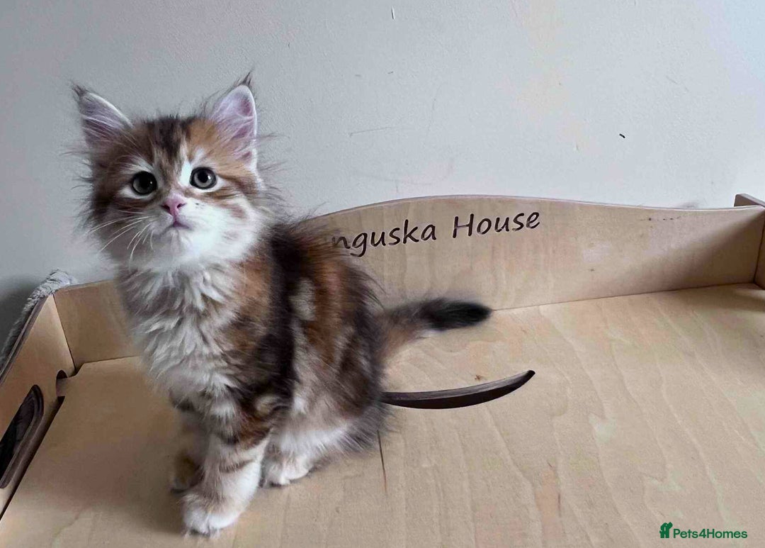 Siberian cats for sale: Beautiful purebred Siberian kittens-Hypoallergenic - Image 26