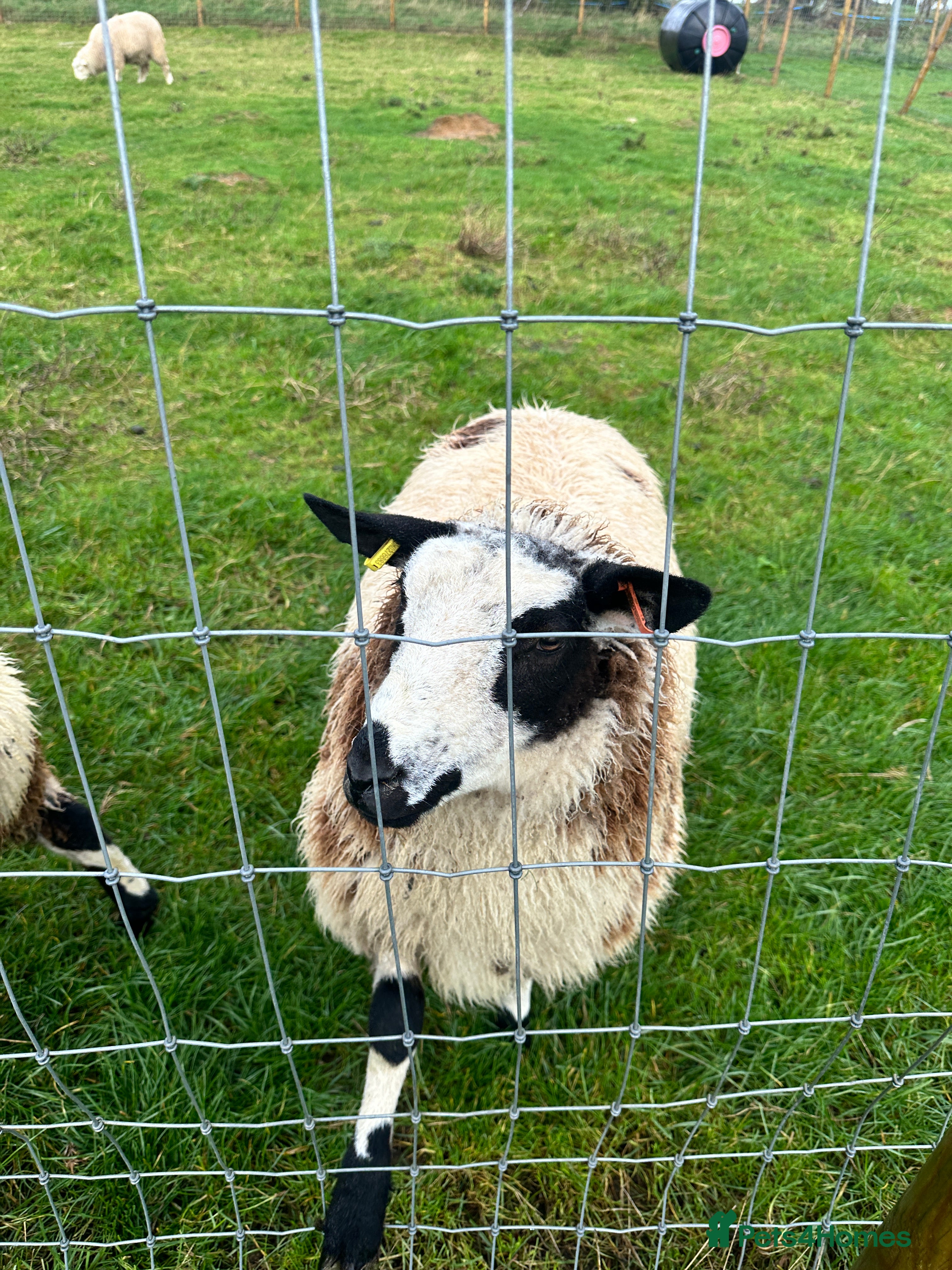 Sheep livestock Pongo & Pingu Dutch spotted wether lambs  - Advert 2