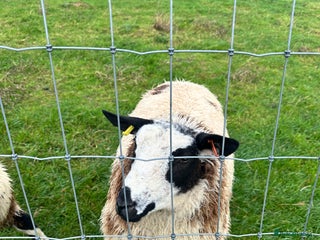 Sheep livestock - Advert 1