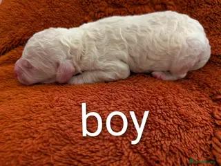 Standard Poodle dogs Beautiful Rare Colors BOYS 💖 - Advert 4