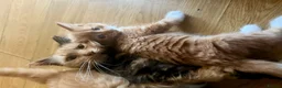 Mixed Breed cats for sale: Beautiful Kittens  - Advert 7