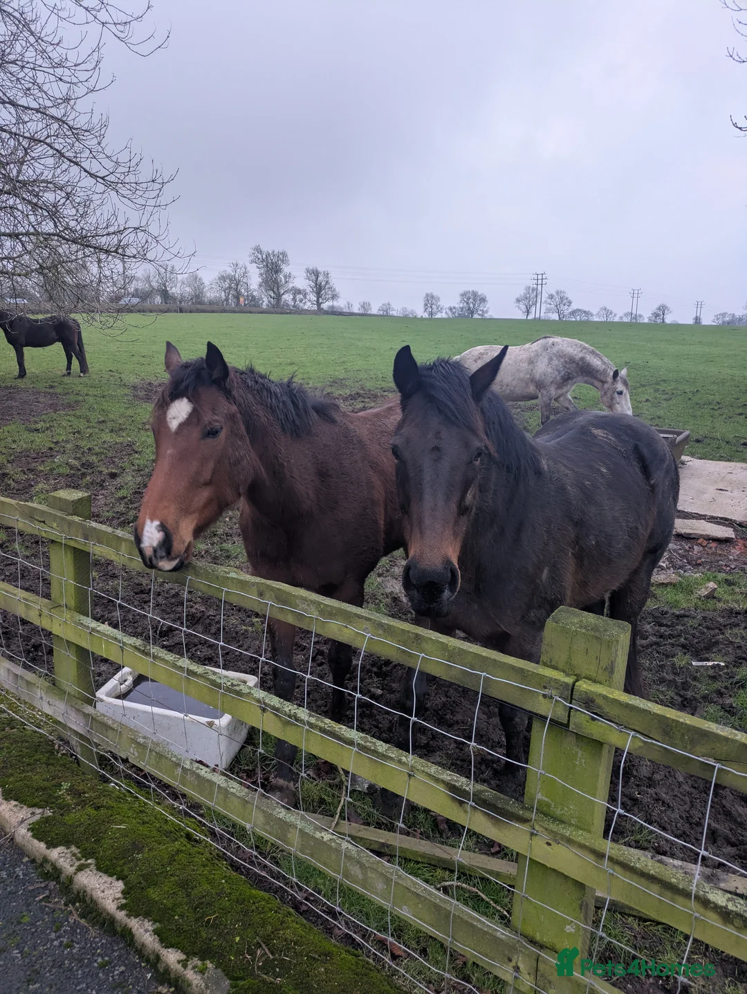 English Thoroughbred horses for sale: Two thoroughbred horses for sale - Advert 5