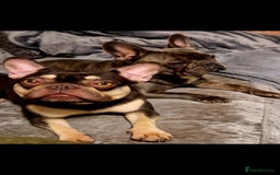 French Bulldog dogs for sale: Chocolate and tan french bulldog - Image 4