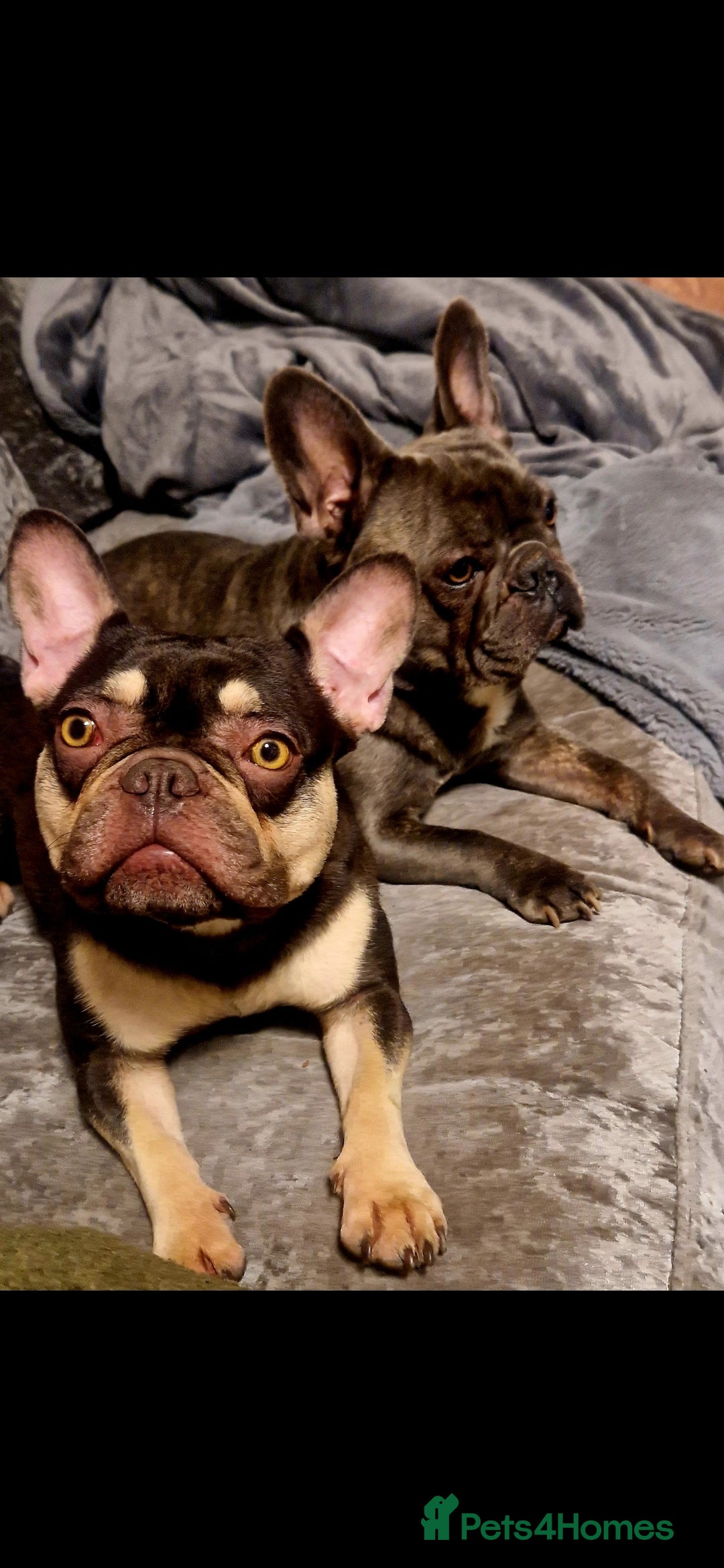 French Bulldog dogs for sale: Chocolate and tan french bulldog - Image 4
