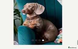 Miniature Dachshund dogs for sale: Stunning Miniature Dachshund Puppies!!! - Image 12