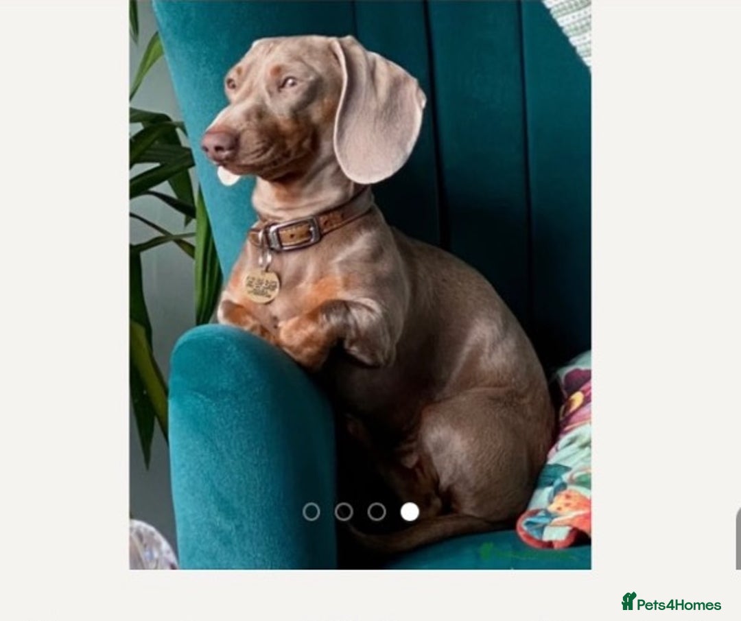Miniature Dachshund dogs for sale: Stunning Miniature Dachshund Puppies!!! - Image 12