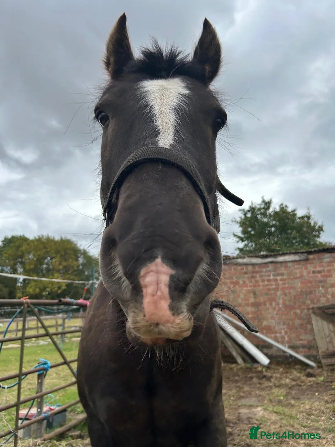 Irish Cob horses for sale: Traditional cob 15’2hh - Advert 11