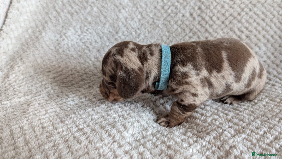 Dachshund dogs for sale: Dachshunds  - Image 14
