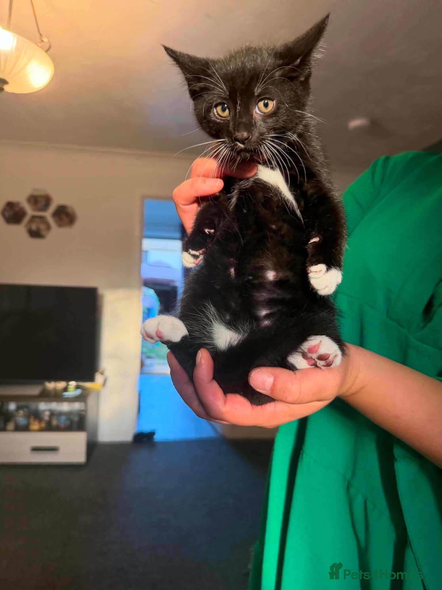 Mixed Breed cats 🐾Mixed-Breed Kittens Looking for Loving Homes! 🐾 - Advert 12