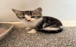 Mixed Breed cats for sale: 3 male kittens - Image 2