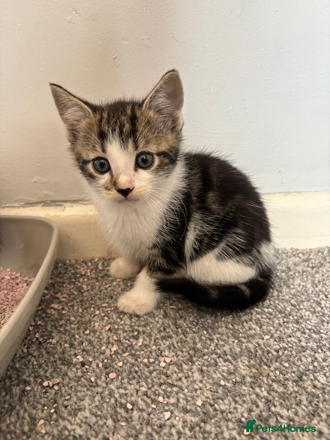 Mixed Breed cats for sale: 3 male kittens - Image 2