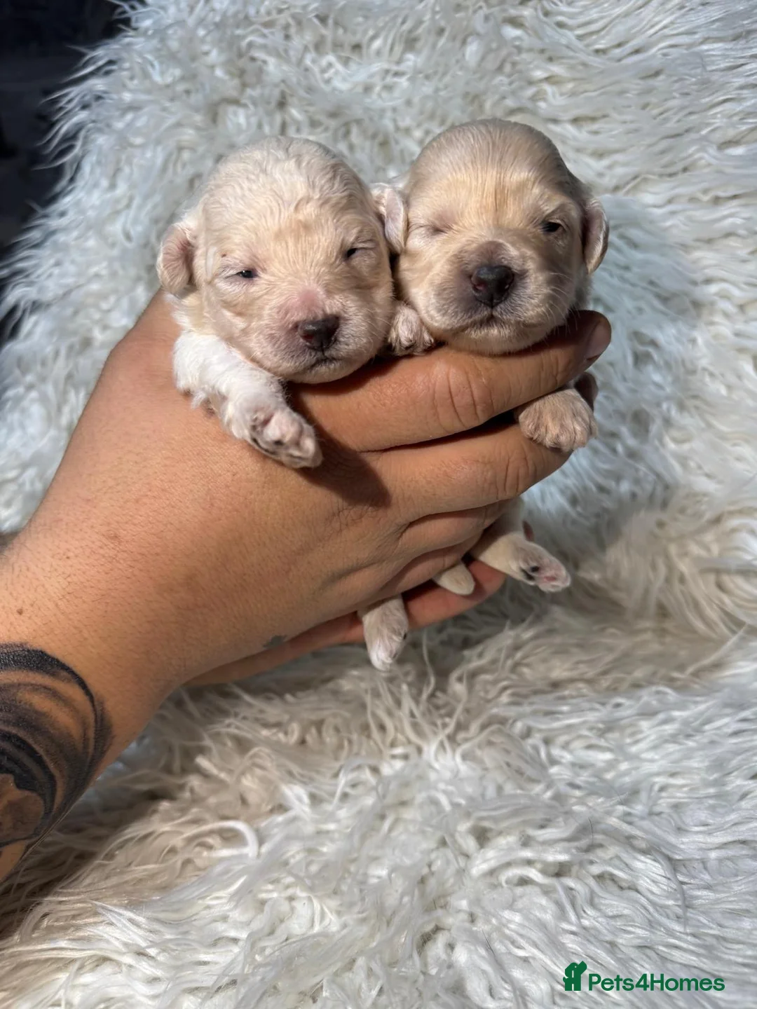 Shihpoo dogs for sale: 9 beautiful shihpoo puppies 🐶  - Advert 6