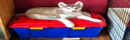 Siberian Husky dogs for sale: Fluffy & Smart Siberian Huskies 2 girls left - Advert 5