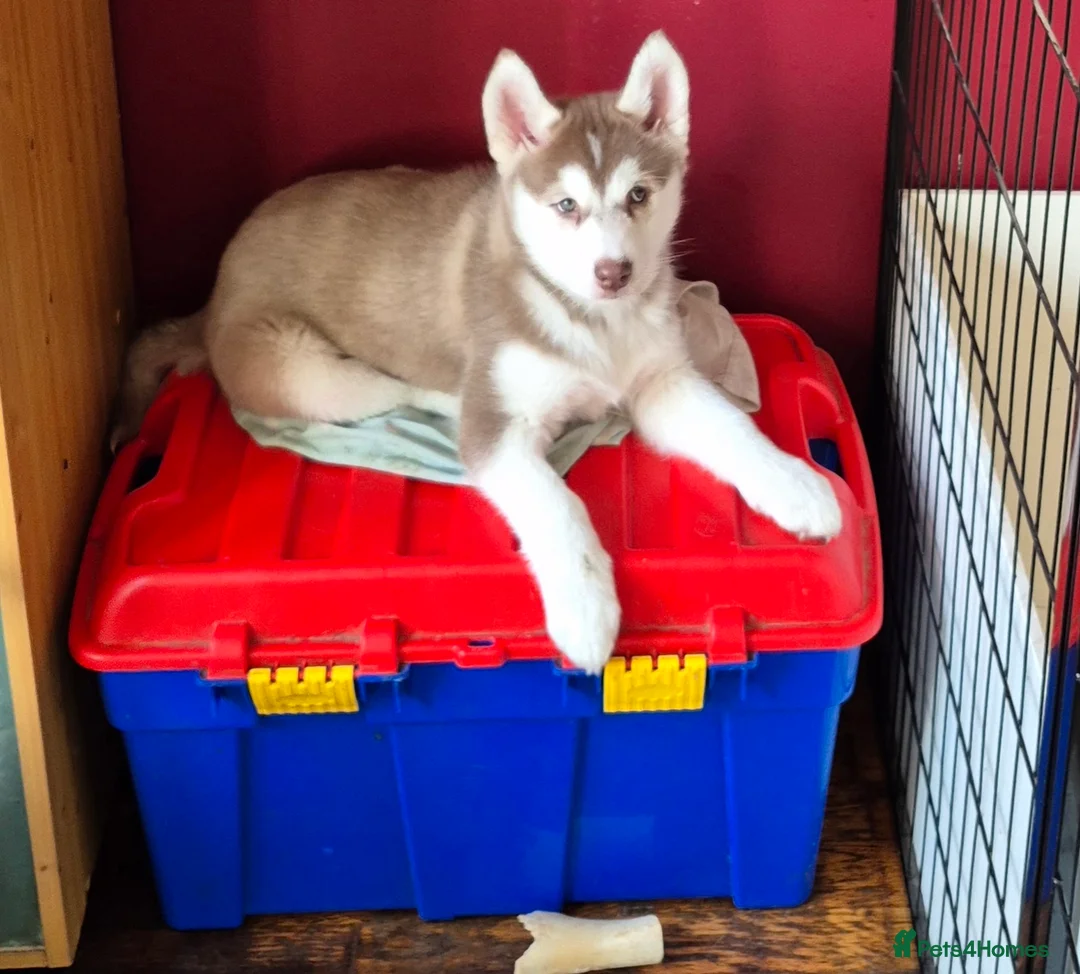 Siberian Husky dogs for sale: Fluffy & Smart Siberian Huskies 2 girls left - Advert 5