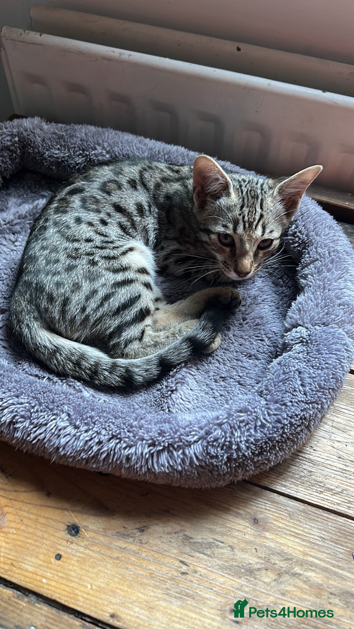 Bengal cats Stunning Snow Sepia Bengal x Savannah Kitten  - Advert 1