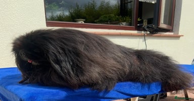 Pekingese dogs - Advert 4