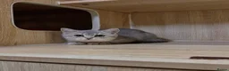 British Shorthair cats for sale: Friendly Blue/grey/golden British Shorthair Kitten - Advert 3