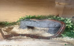 Corn Snake reptiles for sale: Adult Female Cornsnake with full set up  - Image 1