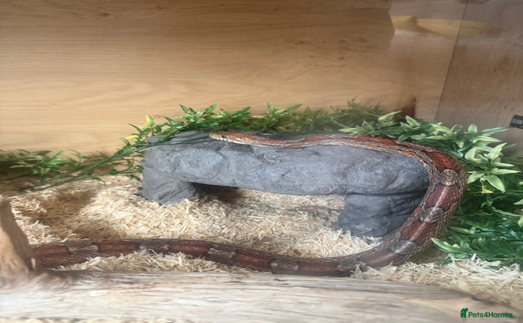Corn Snake reptiles - Advert 4
