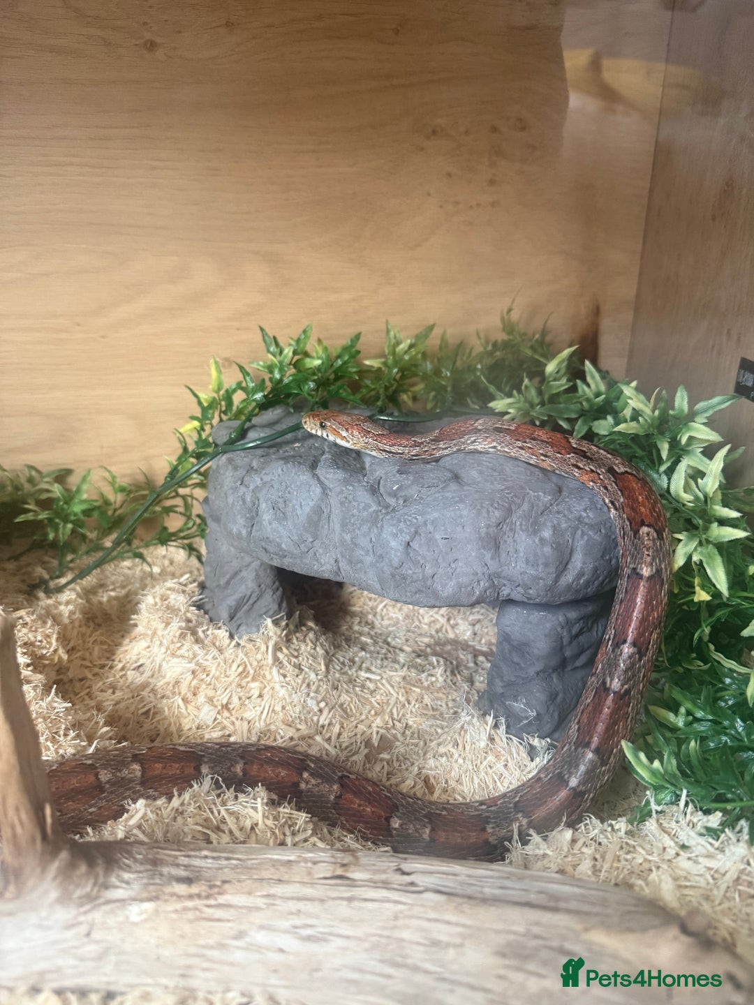Corn Snake reptiles for sale: Adult Female Cornsnake with full set up  - Image 1