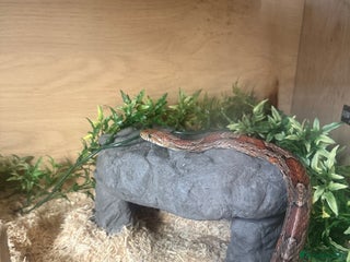 Corn Snake reptiles - Advert 11