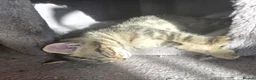 Norwegian Forest Cat cats for sale: Norwegian forest cat X marbled bengal - Advert 3