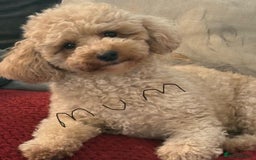 Poochon dogs for sale: Beautiful poochon puppies - Image 11