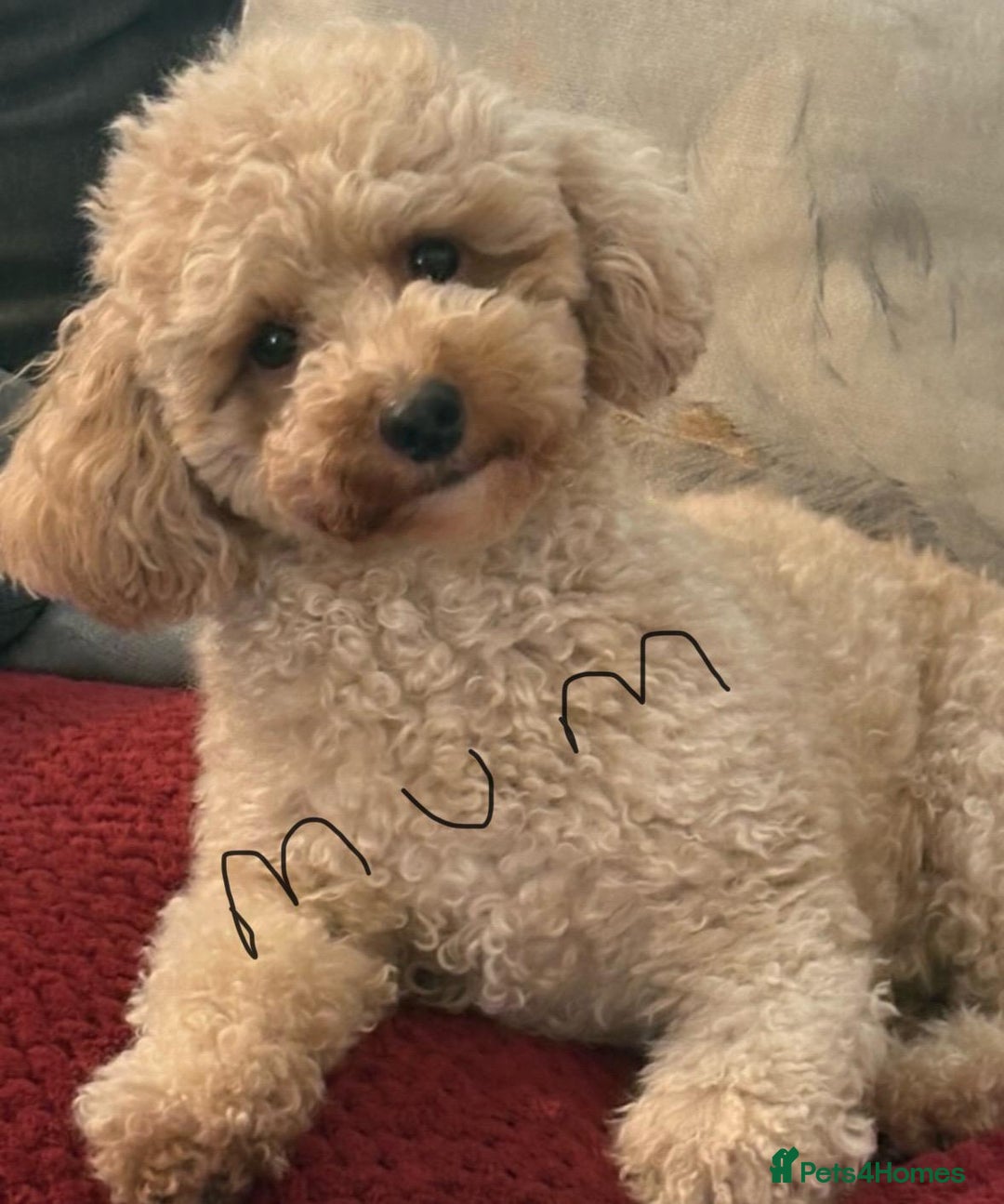 Poochon dogs for sale: Beautiful poochon puppies - Image 11