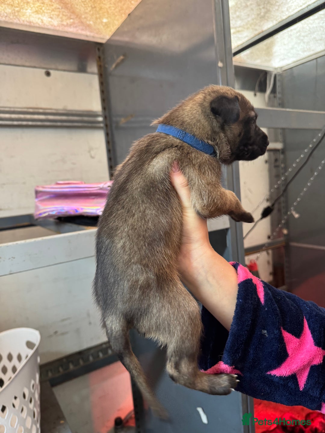 Belgian Shepherd Dog dogs for sale: 10 gorgeous Belgian Malinois pups - Advert 16