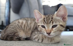 Bengal cats for sale: Beautiful Bengal Kittens - Image 9