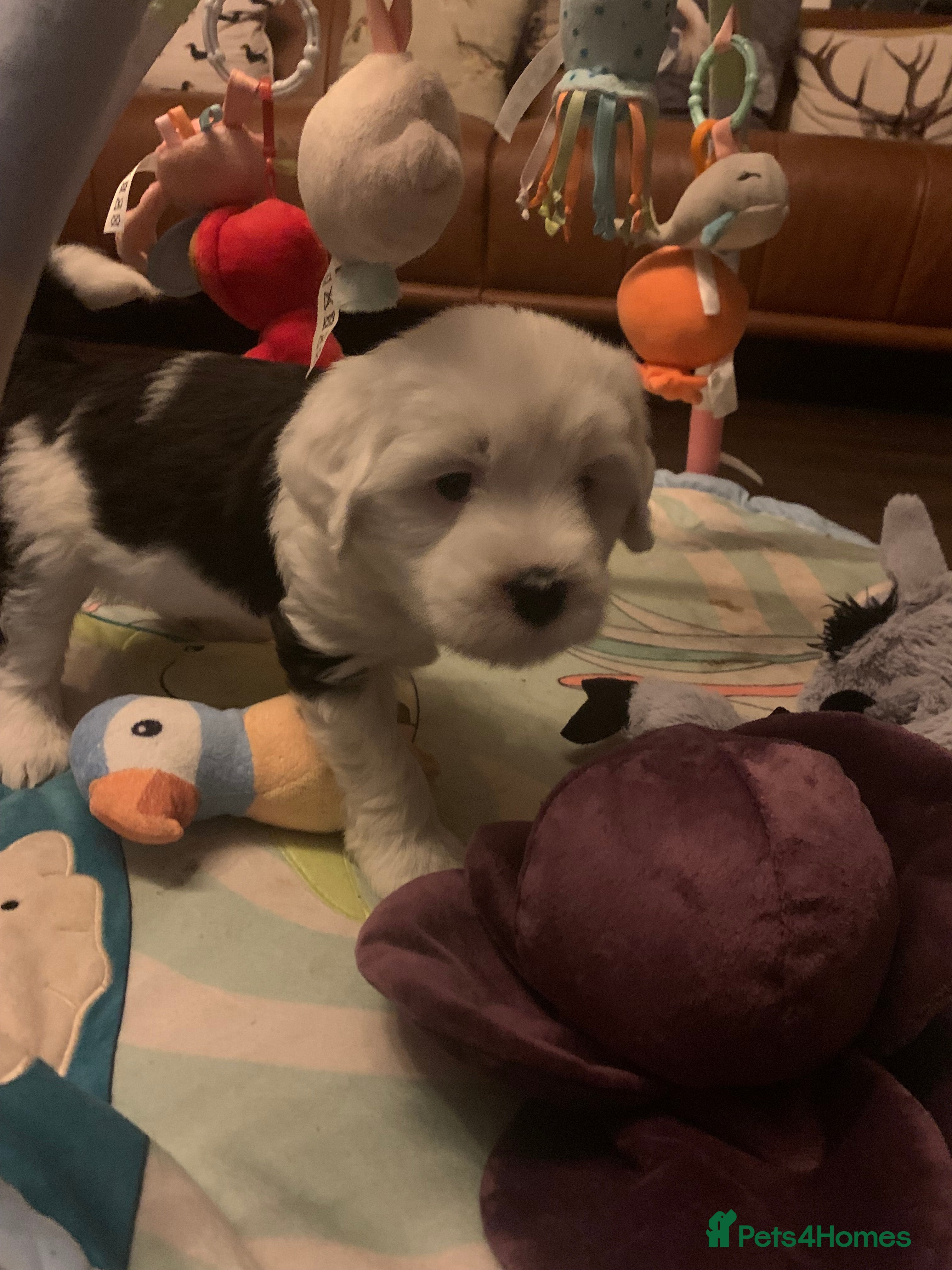 Tibetan Terrier dogs Beautiful Tibetan Terrier puppy - Advert 4