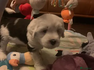 Tibetan Terrier dogs Beautiful Tibetan Terrier puppy - Advert 2