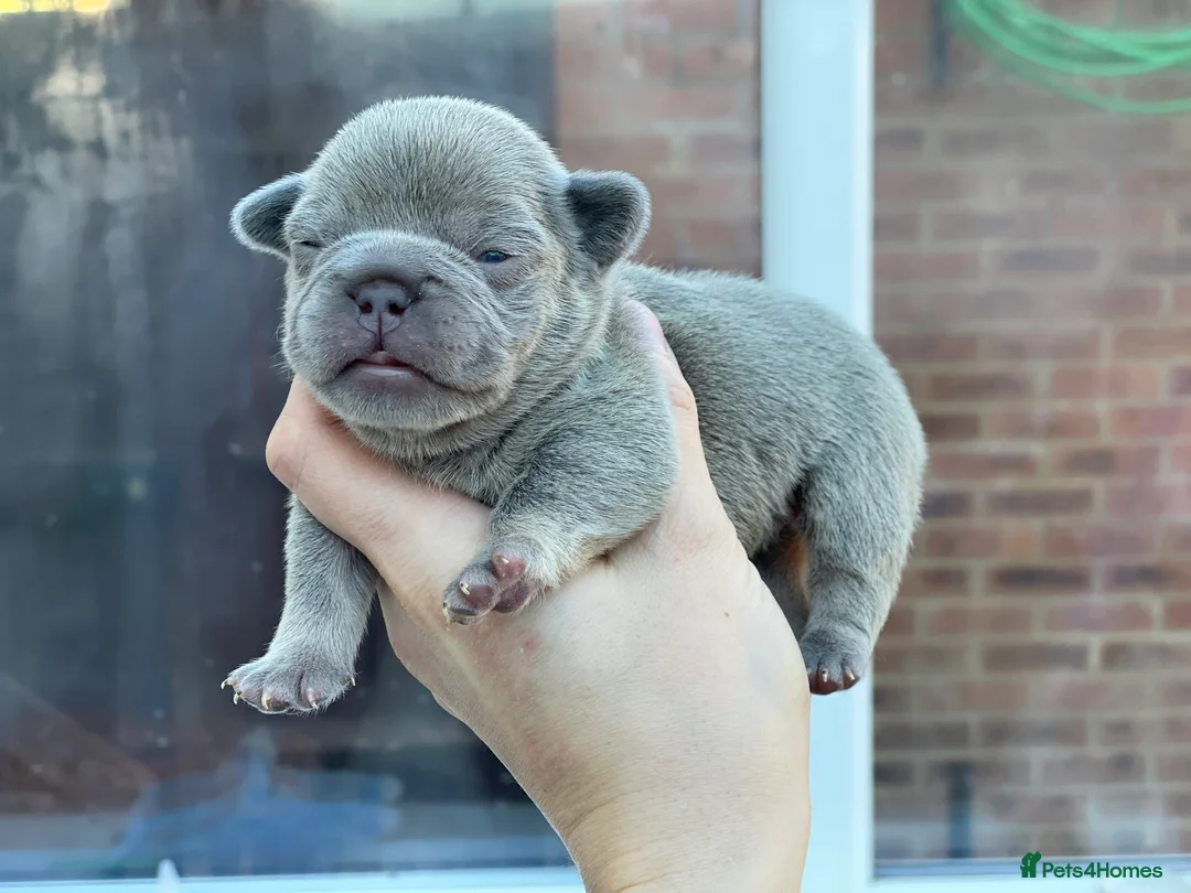 French Bulldog dogs for stud: Champagne Charlie new shade Isabella  in Hastings - Advert 8