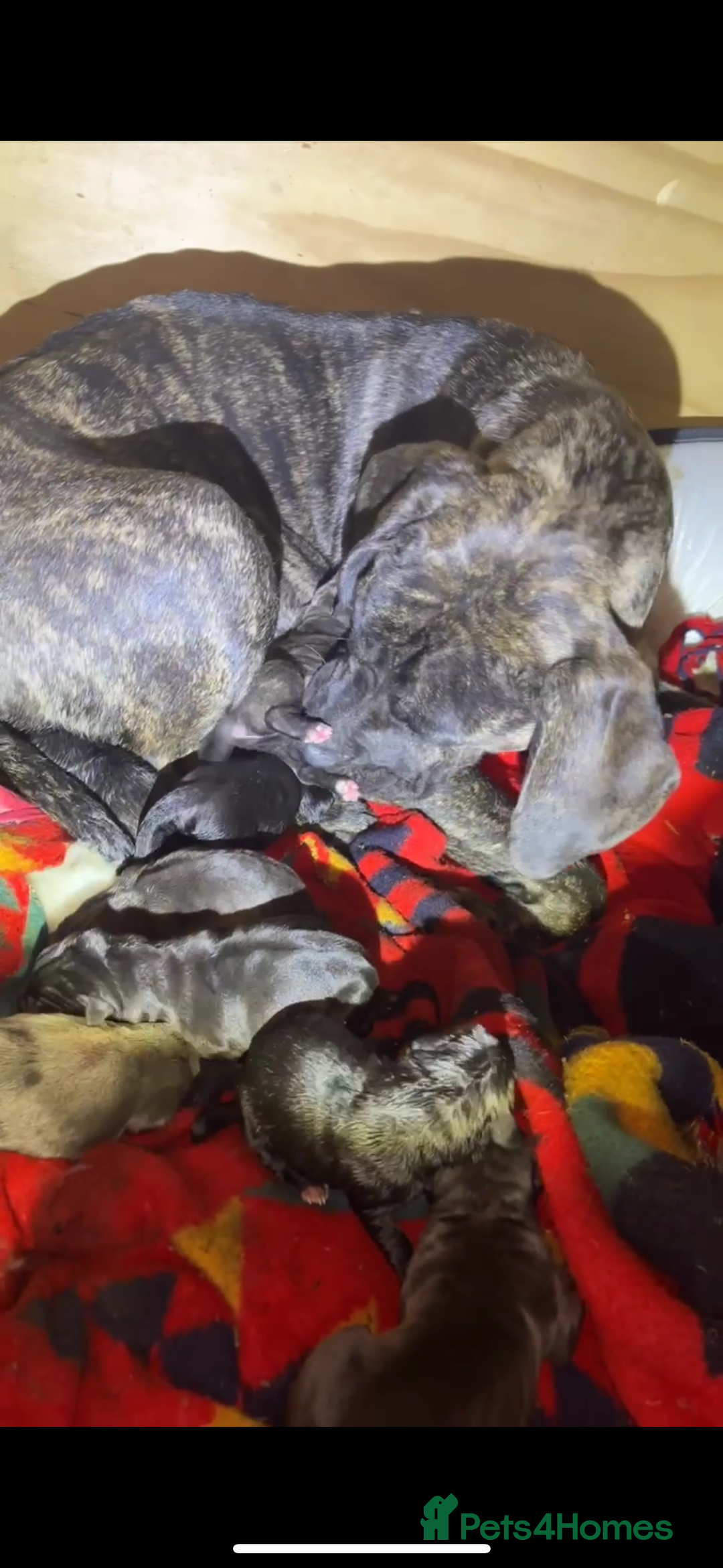 Cane Corso dogs for sale: Cane Corso just had her first litter of babies!!  - Image 3