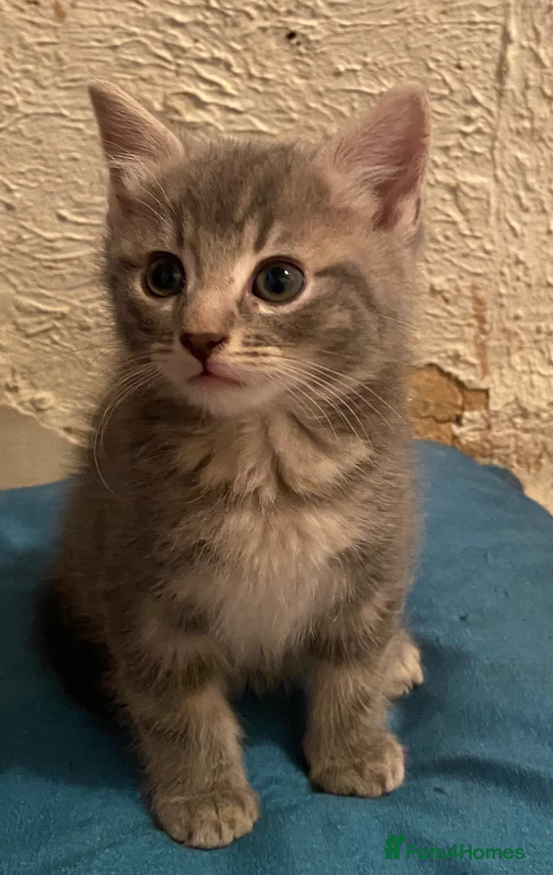 Mixed Breed cats for sale: Stunning part Siamese kittens ready - Advert 21