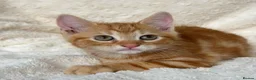 Mixed Breed cats for sale: Gorgeous home reared kittens  - Advert 6