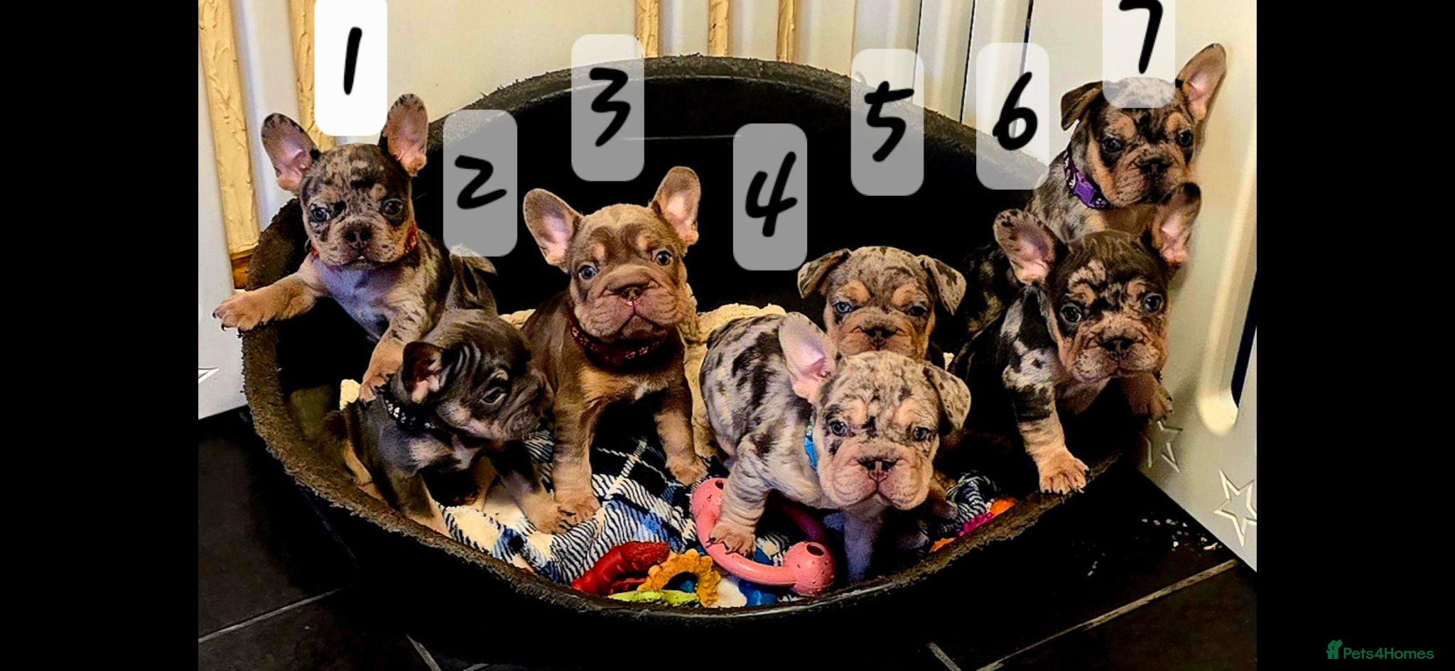 French Bulldog dogs FRENCH BULLDOG  - Advert 12